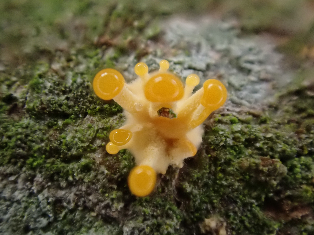 Stilbella aleuriata