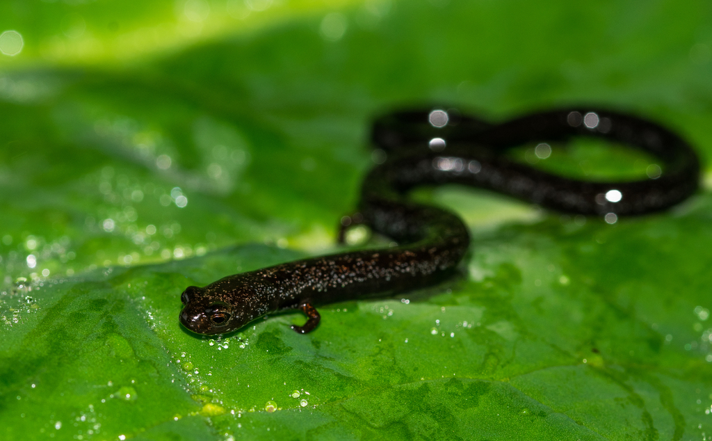 Sierra de Juárez Worm Salamander (Amphibians of Southern Mexico ...