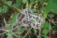 Exobasidium parvifolii