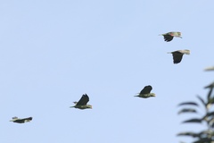 Amazona viridigenalis