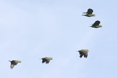 Amazona viridigenalis