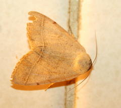 Ctenusa pallida