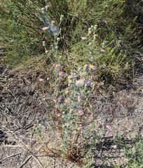 Dieteria asteroides asteroides