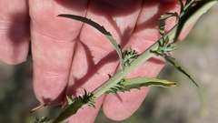 Dieteria asteroides asteroides