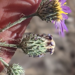 Dieteria asteroides asteroides