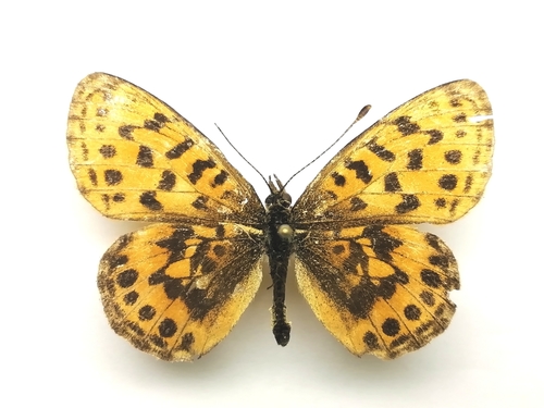 Photo of Thor's Fritillary (Boloria thore)