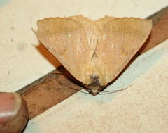 Ctenusa pallida