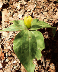Trillium discolor