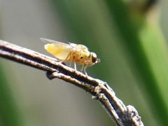 Chlorops