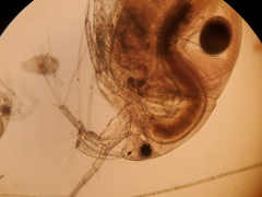 Acantholeberis curvirostris