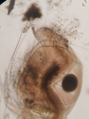 Acantholeberis curvirostris