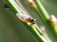 Chlorops