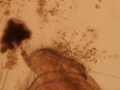 Acantholeberis curvirostris