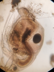 Acantholeberis curvirostris