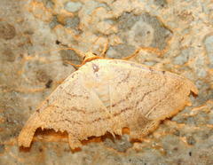 Ctenusa pallida