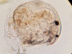 Chydorus sphaericus