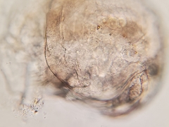 Chydorus sphaericus
