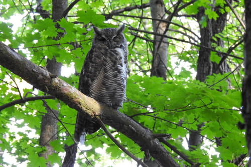 Great Horned Owl photographed in Idaho