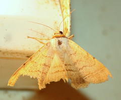 Ctenusa pallida
