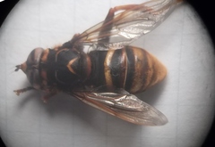 Spilomyia maxima