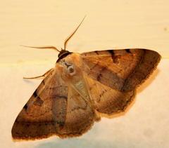 Ctenusa pallida