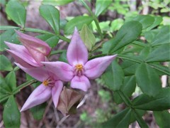 Boronia alata