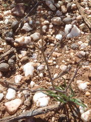 Trachyandra revoluta