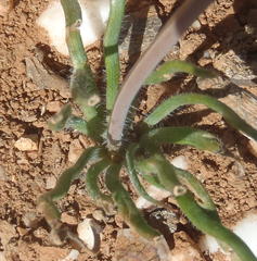 Trachyandra revoluta