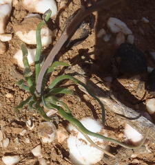 Trachyandra revoluta