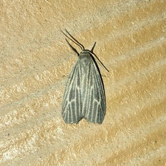 Crambidia uniformis