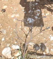 Trachyandra revoluta