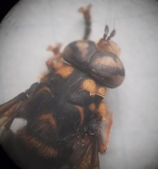 Spilomyia maxima