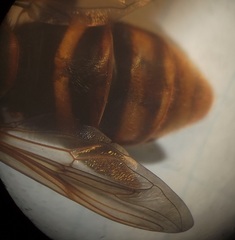 Spilomyia maxima