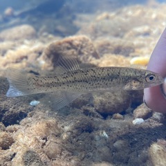 Fundulus rathbuni