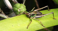 Alfredectes semiaeneus