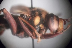 Spilomyia maxima