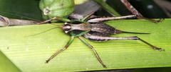 Alfredectes semiaeneus