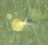 Psolus squamatus