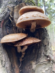 Hemipholiota