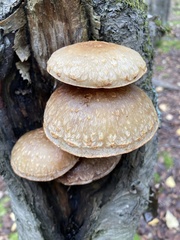 Hemipholiota