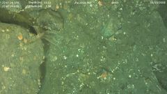 Psolus squamatus