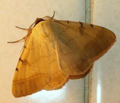 Ctenusa pallida