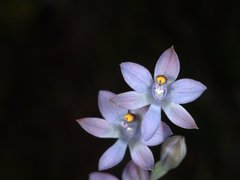 Thelymitra malvina