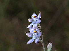 Thelymitra malvina