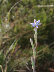 Thelymitra malvina