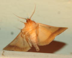 Ctenusa pallida