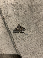 Melipotis perpendicularis