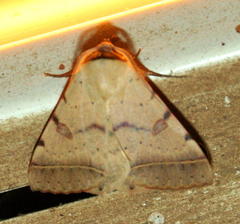 Ctenusa pallida