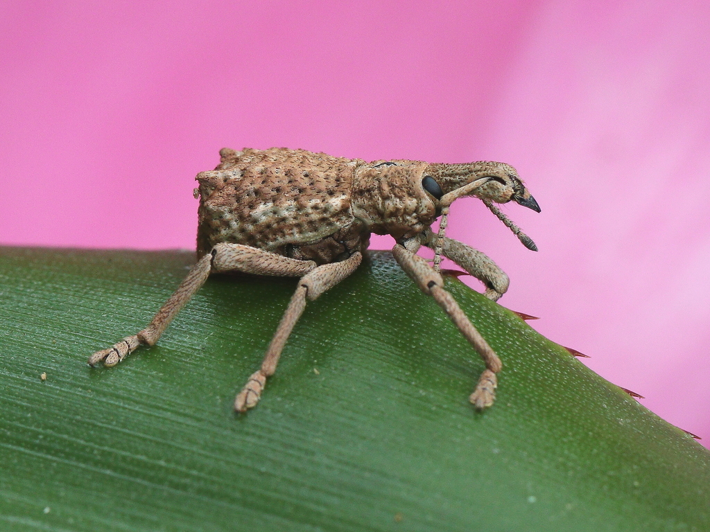 Leptopius nodicollis