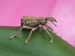 Leptopius nodicollis